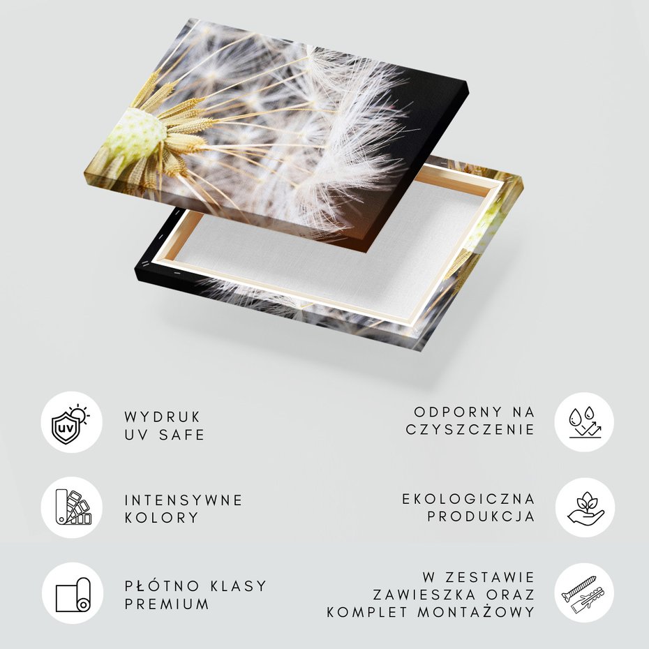 Obraz na płótnie - dmuchawiec, nasiona, makro