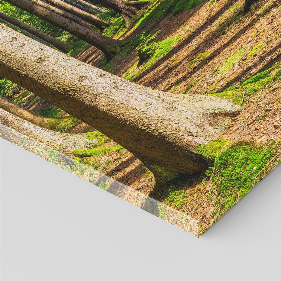 Obraz na płótnie - las, drzewa, przyroda