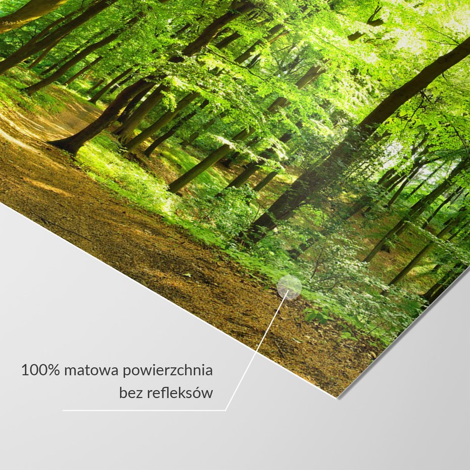 Fototapeta - las, drzewa, natura