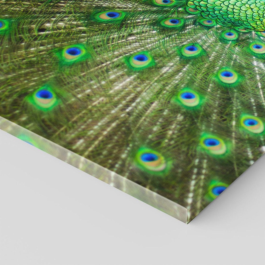 Obraz na płótnie - paw, ptak, pióra