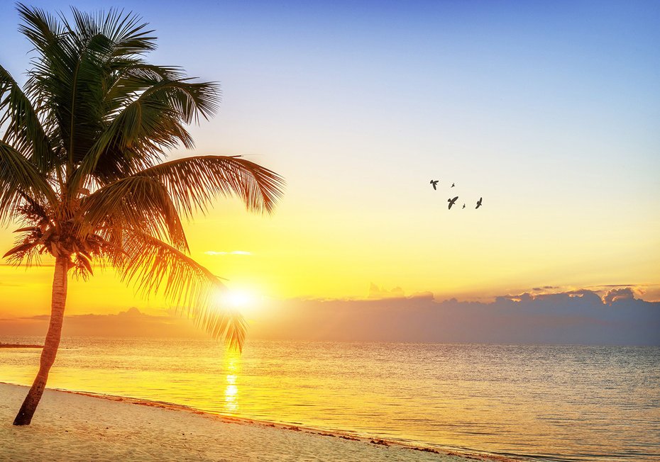 Fototapeta - palma, morze, zachód słońca