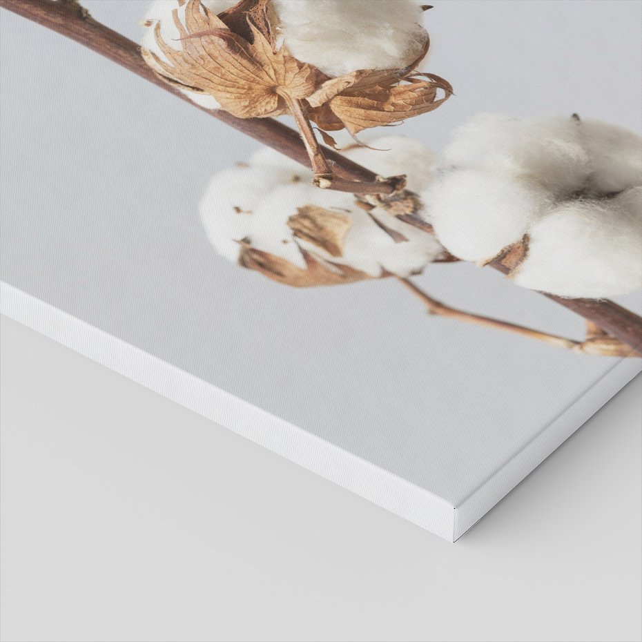 Obraz na płótnie - bawełna, roślina, biel