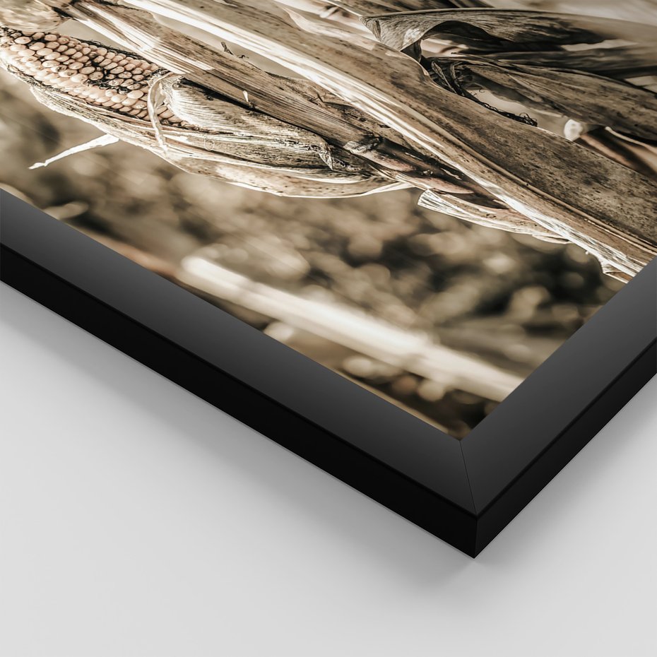 Zestaw obrazy w ramie, plakaty - kukurydza, pole, rolnictwo - rama czarna