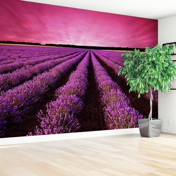 Fototapeta - lawenda, pole, krajobraz