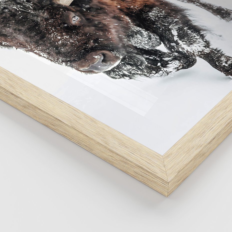 Zestaw obrazy w ramie, plakaty - bizon, łoś, zima - rama drewno