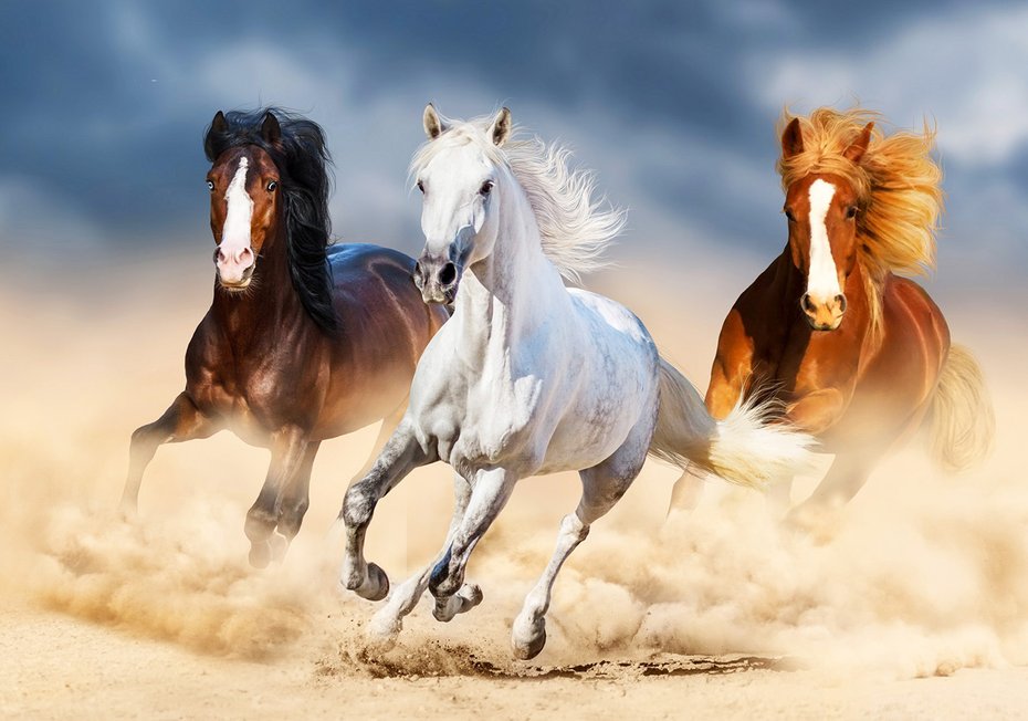 Fototapeta - konie, galop, pustynia