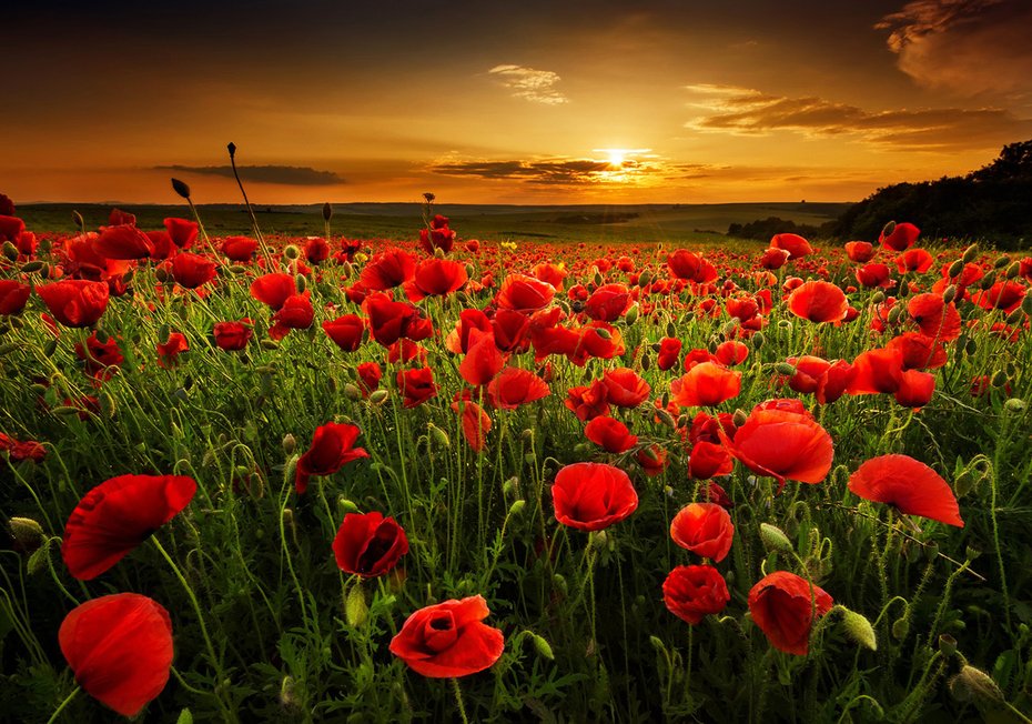 Fototapeta - maki, pole, zachód słońca