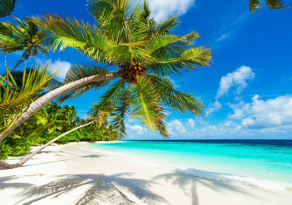 Fototapeta - palmy, plaża, morze