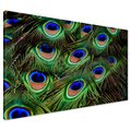 Obraz na płótnie - pawie pióra, pióra, abstrakcja