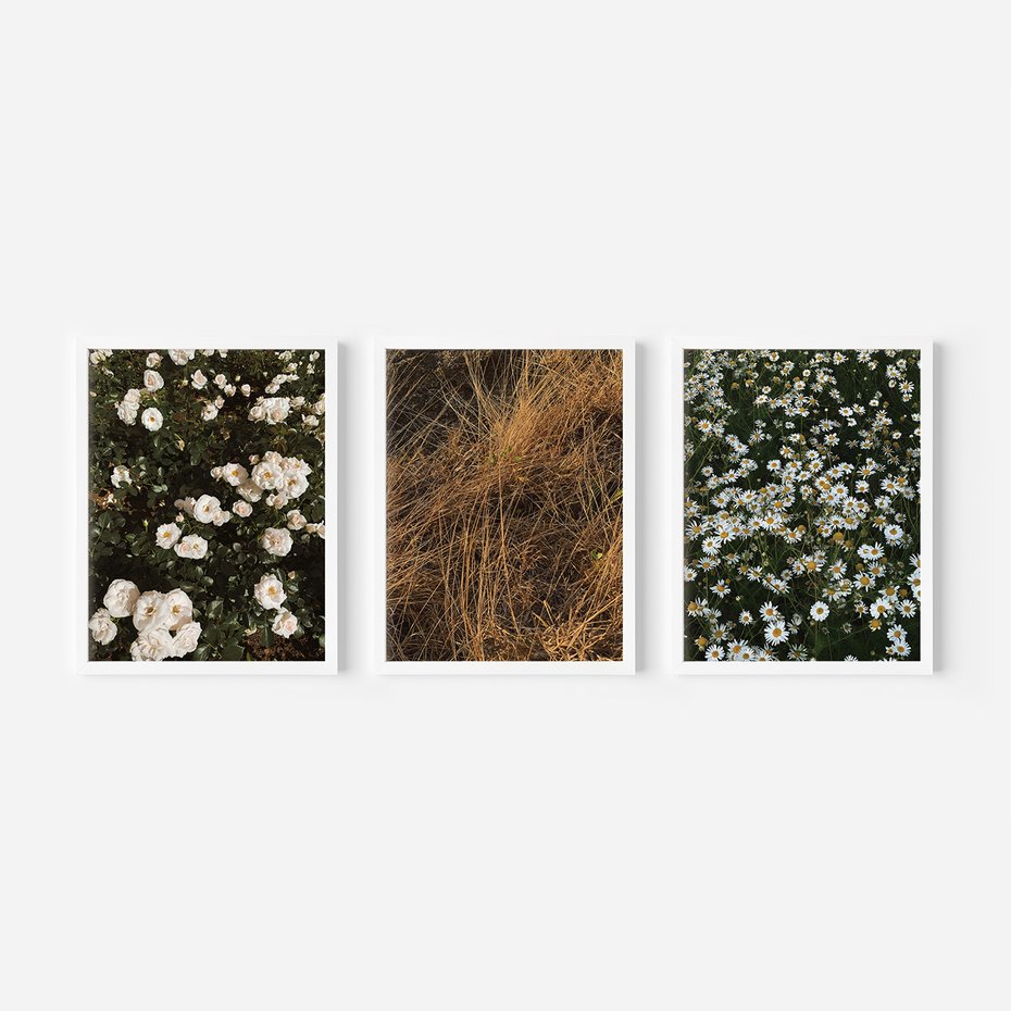 Zestaw obrazy w ramie, plakaty - kwiaty, rośliny, natura - rama biała