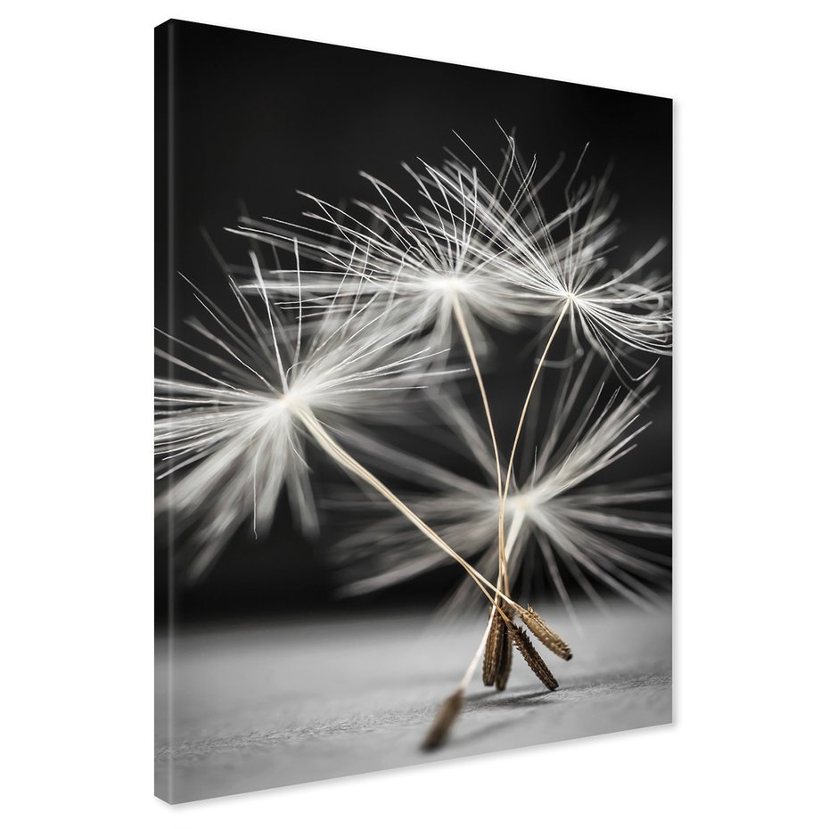 Obraz na płótnie - dmuchawiec, nasiona, natura