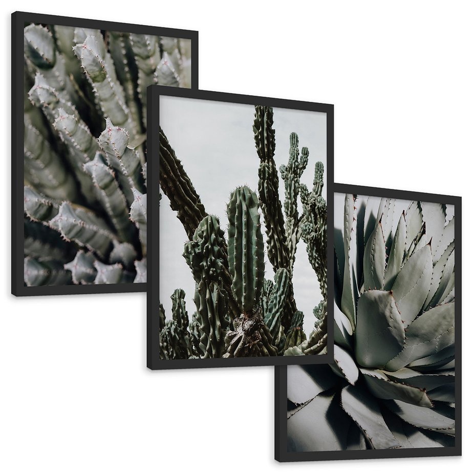 Zestaw obrazy w ramie, plakaty - kaktus, sukulent, roślina - rama czarna