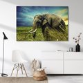 Obraz na płótnie - słoń, trawa, natura