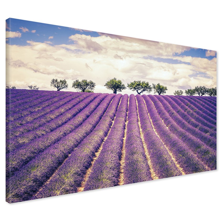 Obraz na płótnie - lawenda, pole, drzewa