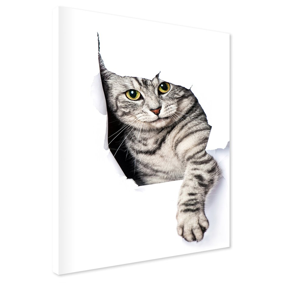 Obraz na płótnie - kot, zwierzę, portret