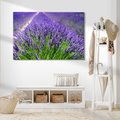 Obraz na płótnie - lawenda, pole, kwiaty