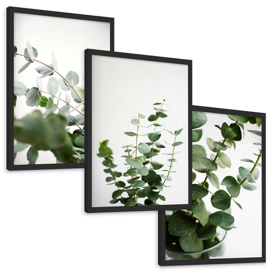 Zestaw obrazy w ramie, plakaty - eukaliptus, liście, roślina - rama czarna