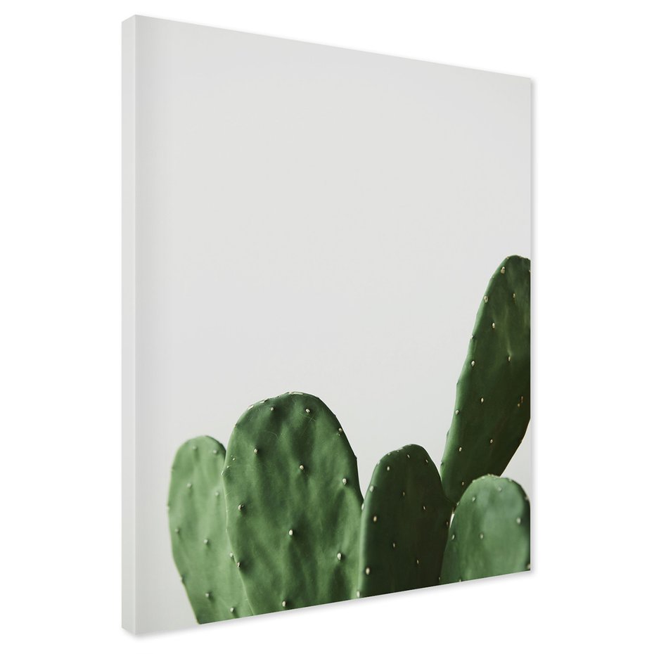 Obraz na płótnie - kaktus, roślina, zielony
