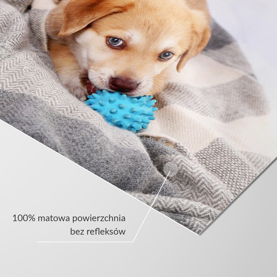 Fototapeta - szczeniak, pies, zabawa