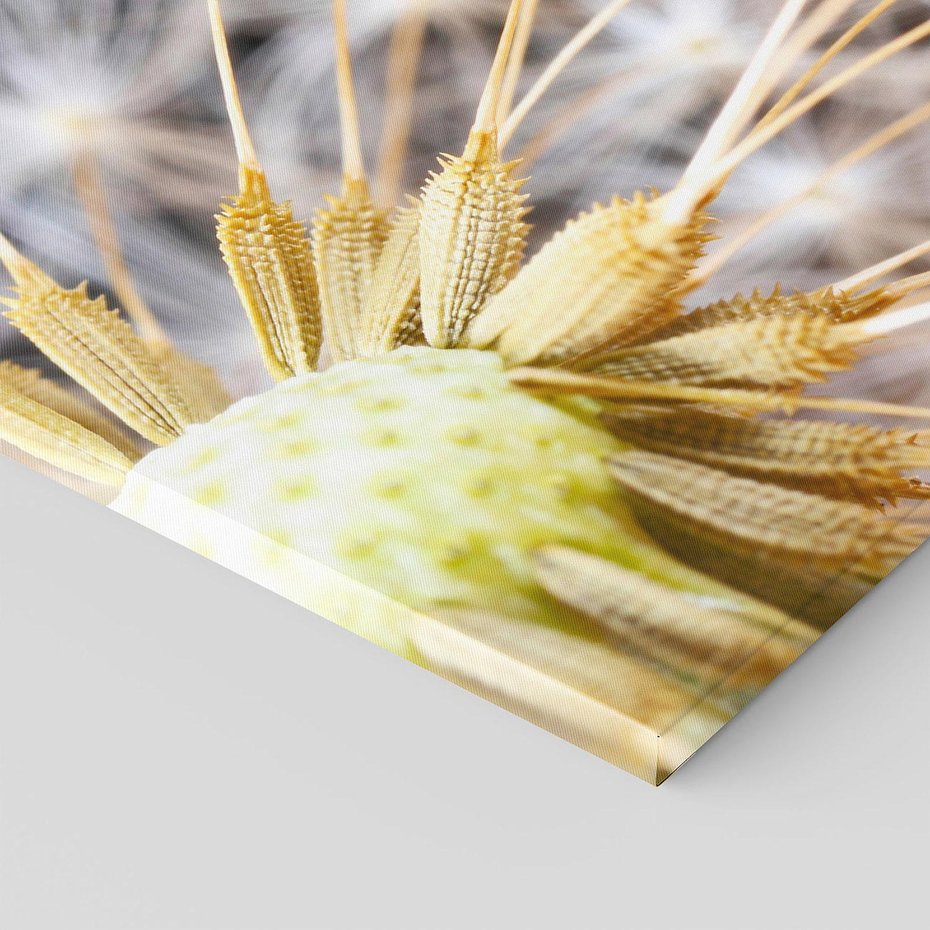 Obraz na płótnie - dmuchawiec, nasiona, makro