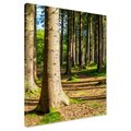 Obraz na płótnie - las, drzewa, przyroda