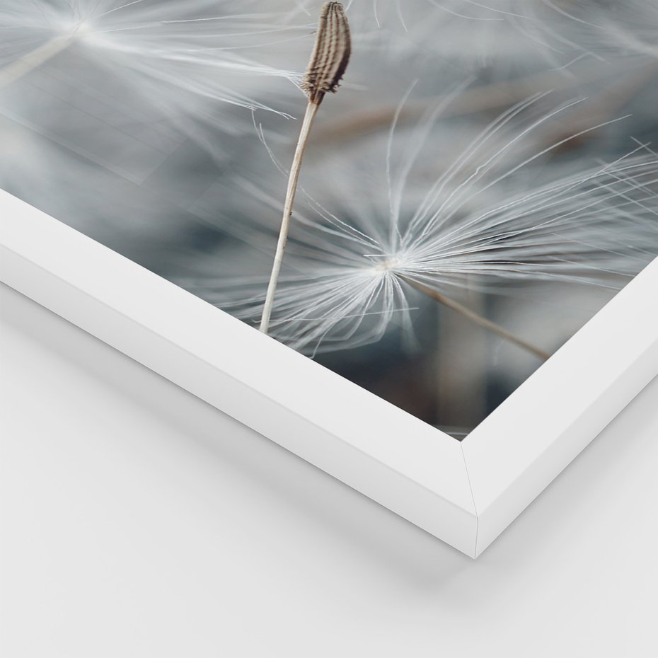 Zestaw obrazy w ramie, plakaty - dmuchawiec, nasiona, natura - rama biała