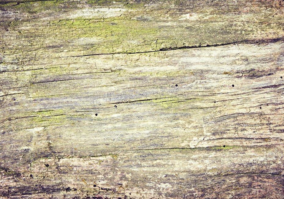 Fototapeta - drewno, kora, tekstura