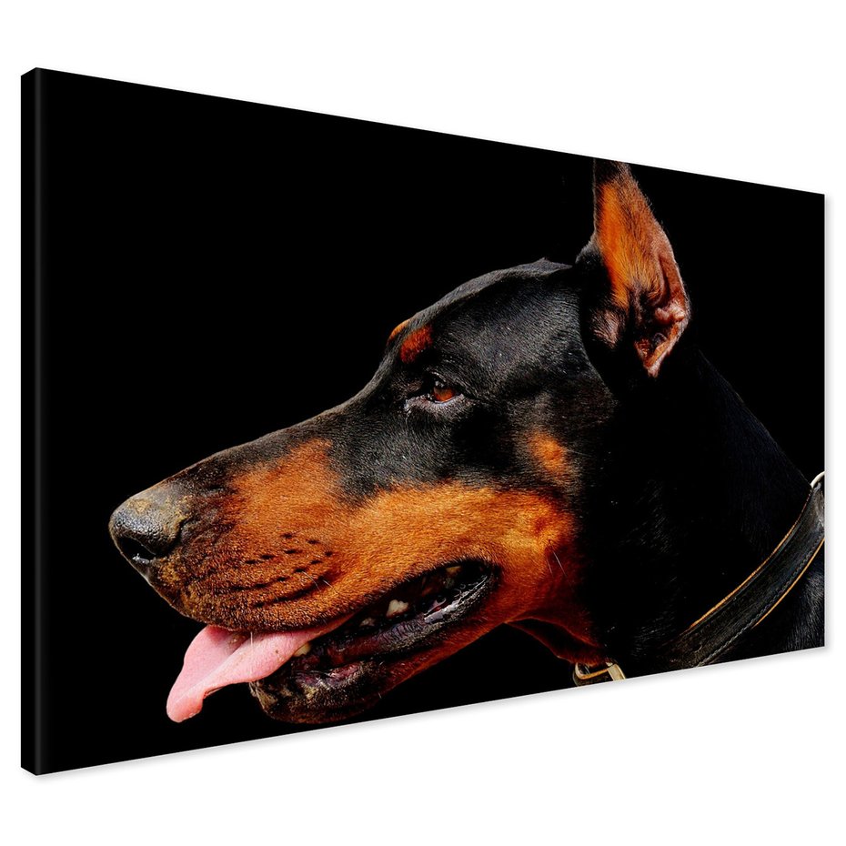 Obraz na płótnie - doberman, pies, portret