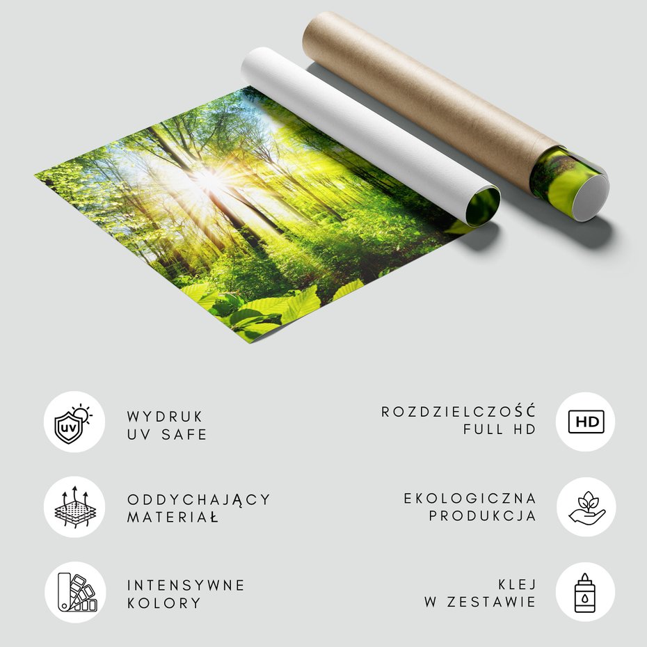 Fototapeta - las, słońce, drzewa