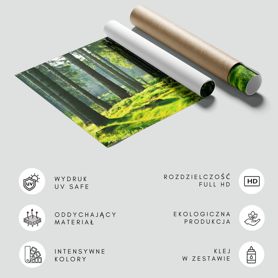 Fototapeta - las, drzewa, natura