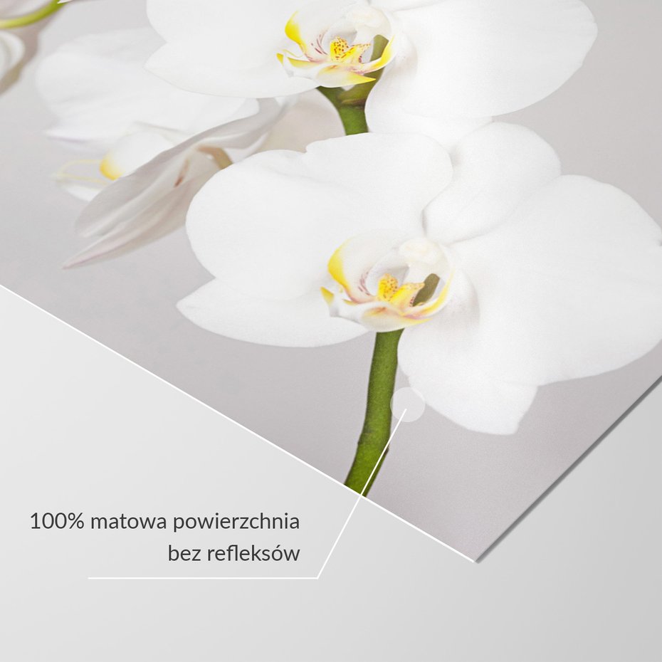 Fototapeta - kwiaty, orchidea, białe,
