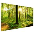 Obraz na płótnie - las, drzewa, słońce