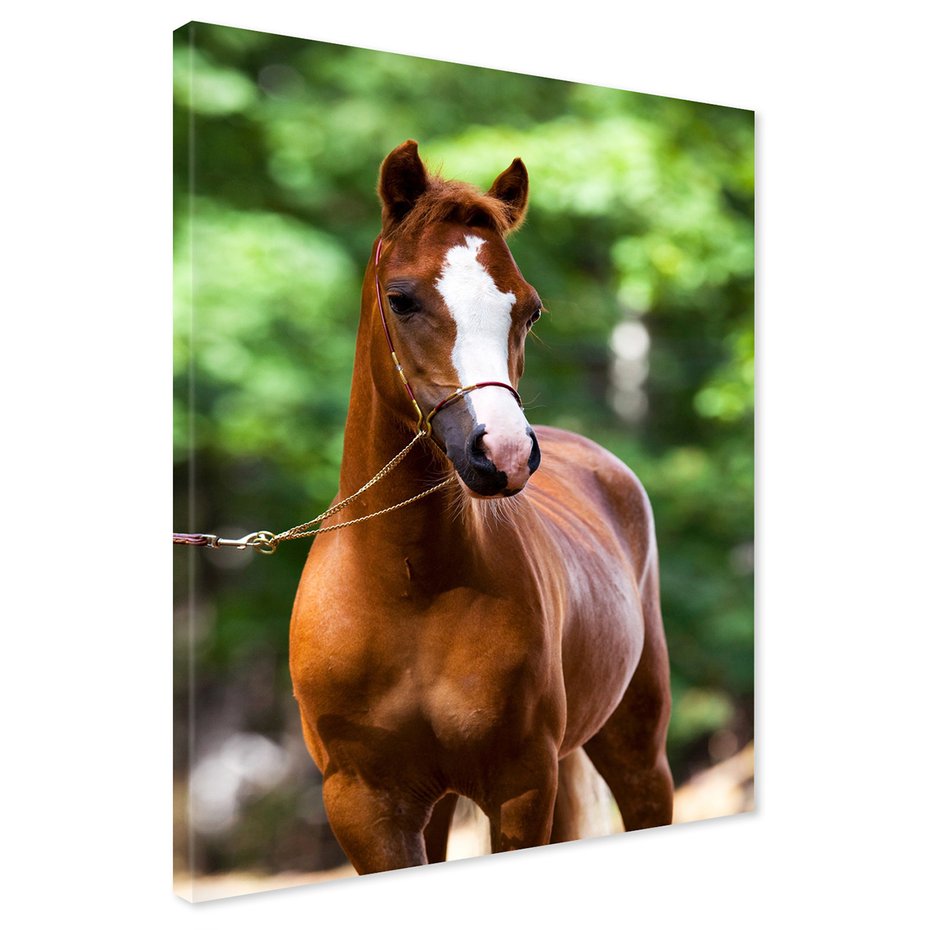 Obraz na płótnie - koń, zwierzę, portret