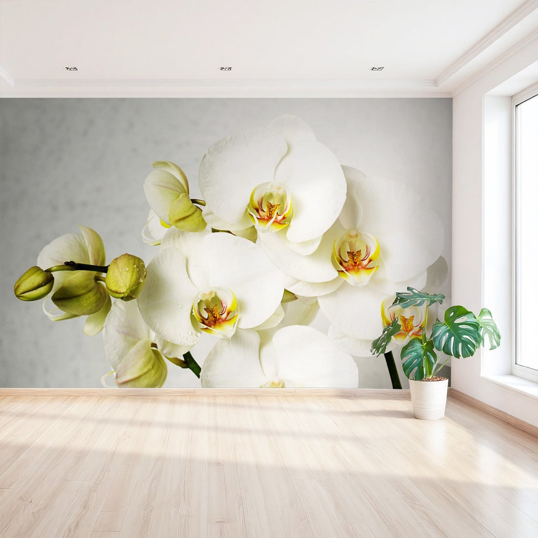 Fototapeta - orchidee, kwiaty, białe