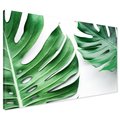 Obraz na płótnie - monstera, liście, roślina