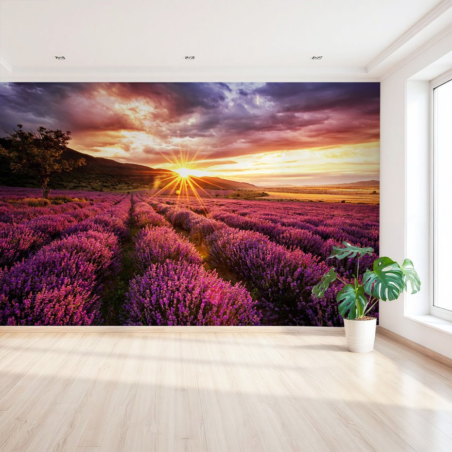 Fototapeta - lawenda, pole, zachód słońca