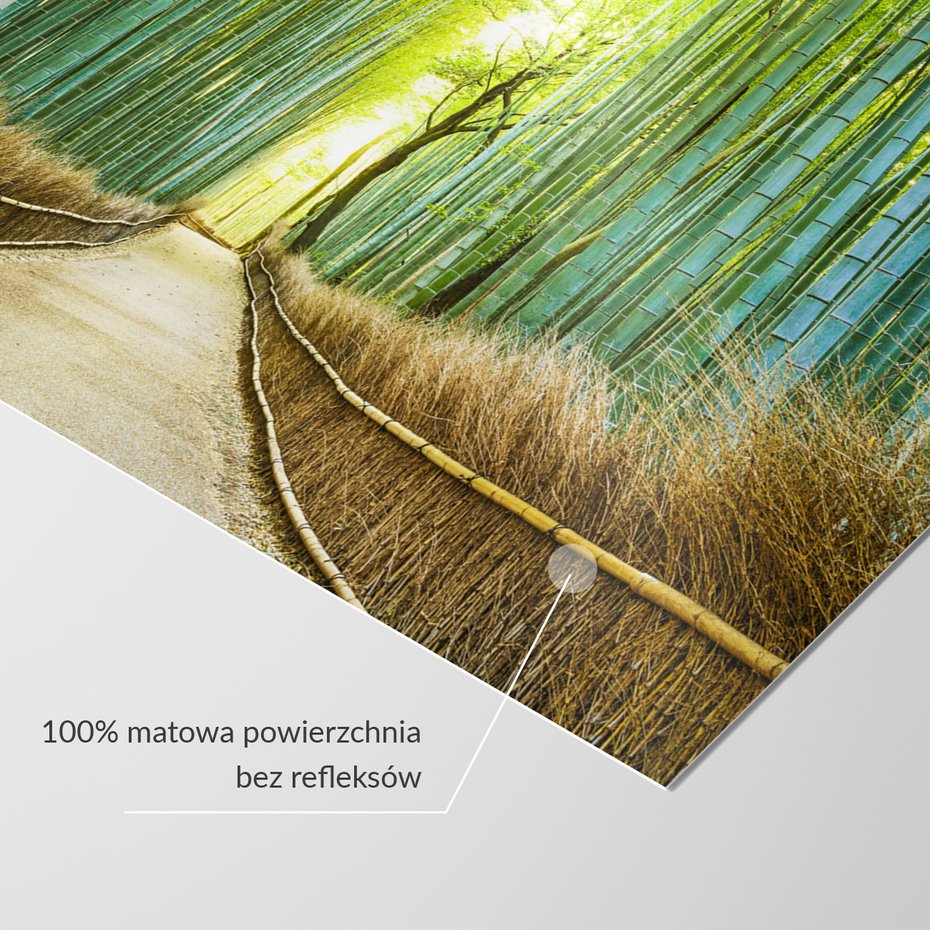 Fototapeta - bambus, las, ścieżka