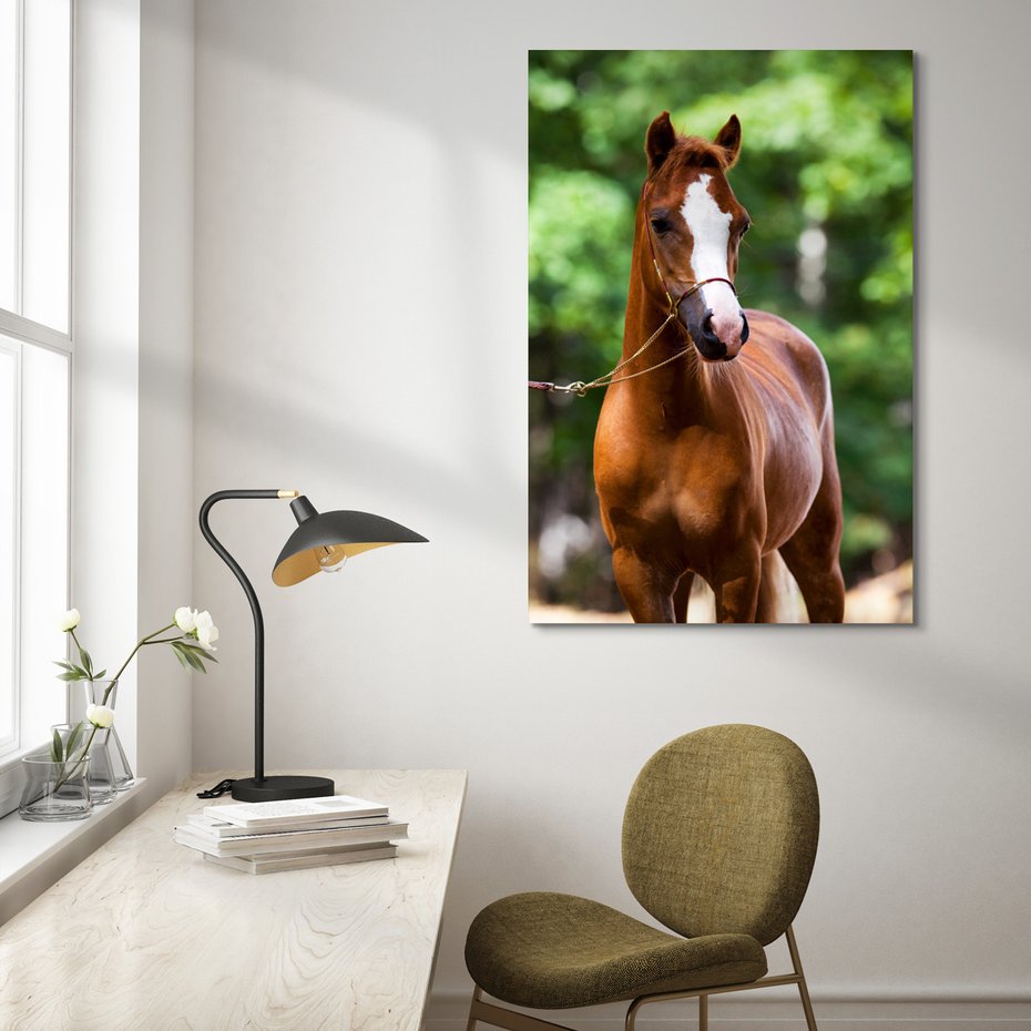 Obraz na płótnie - koń, zwierzę, portret
