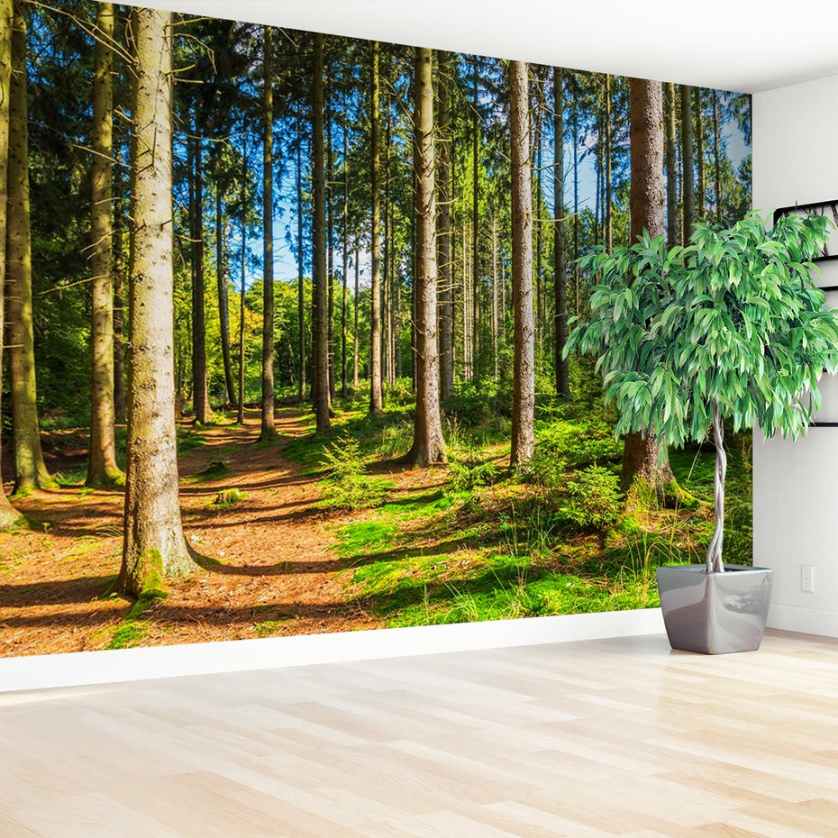 Fototapeta - las, drzewa, przyroda