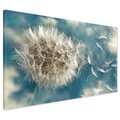 Obraz na płótnie - Dmuchawiec, Nasiona, Natura
