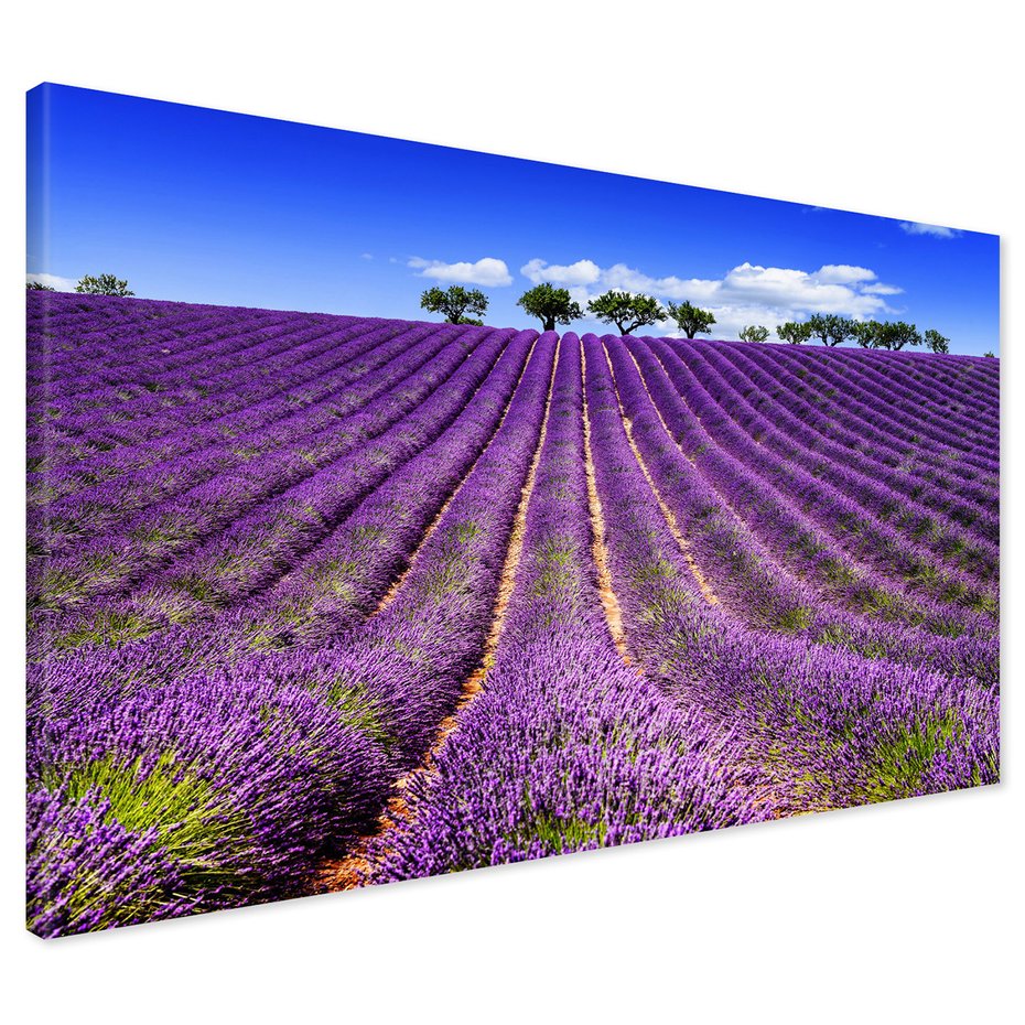 Obraz na płótnie - lawenda, pole, lato