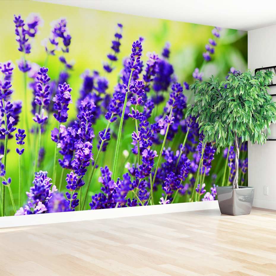 Fototapeta - lawenda, kwiaty, fioletowy