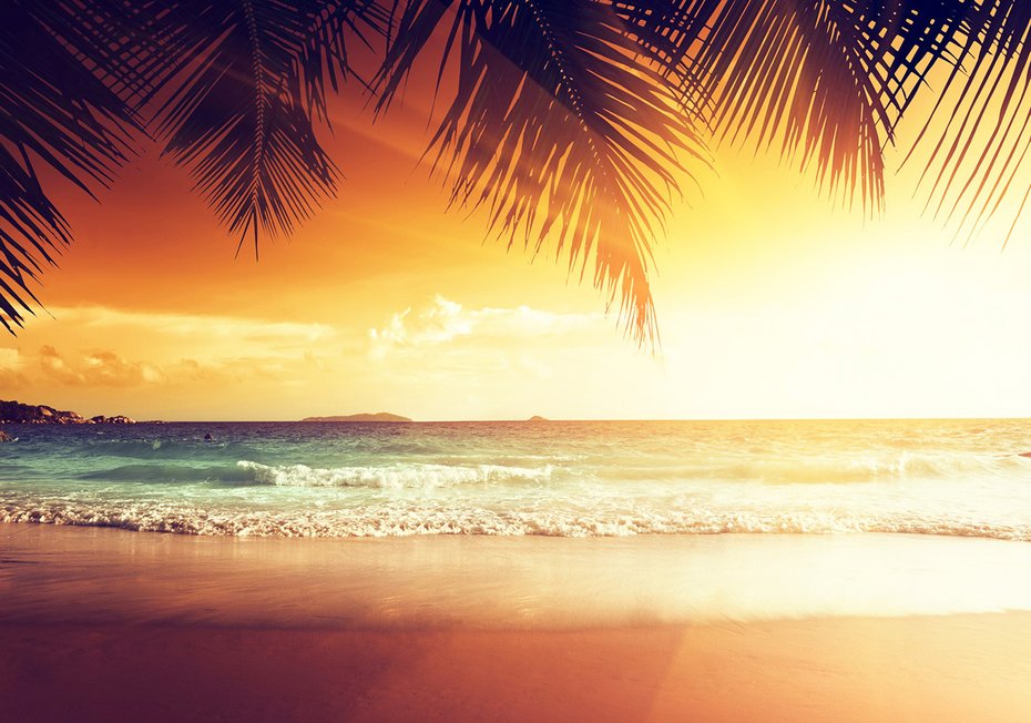 Fototapeta - plaża, morze, palmy