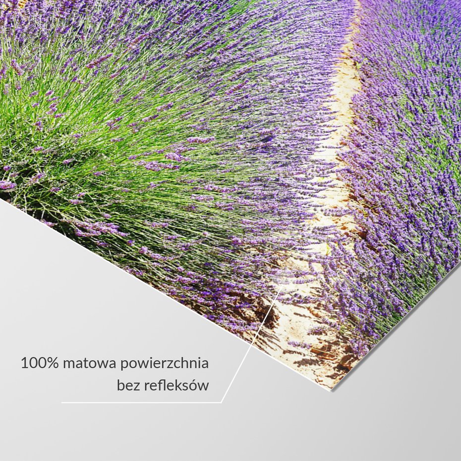 Fototapeta - lawenda, pole, fioletowy