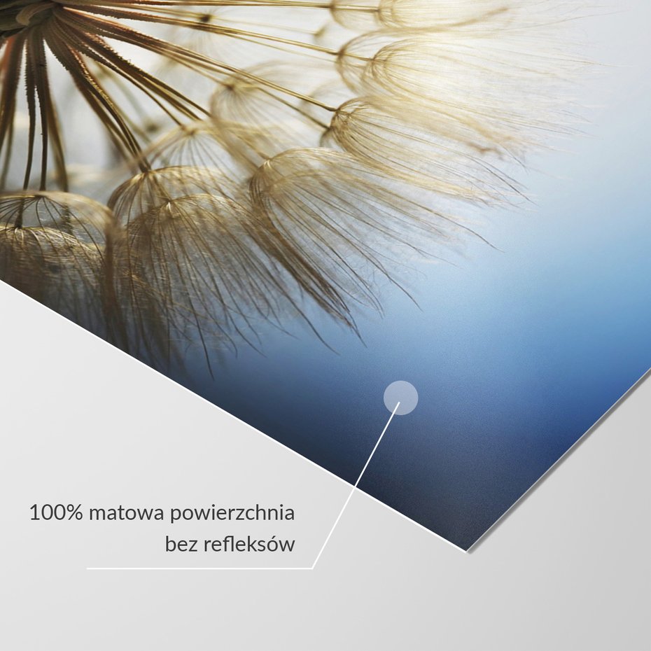 Fototapeta - dmuchawiec, natura, makro