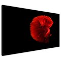 Obraz na płótnie - ryba bojownik, czerwona, płetwy