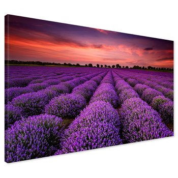 Obraz na płótnie - lawenda, pole, zachód słońca