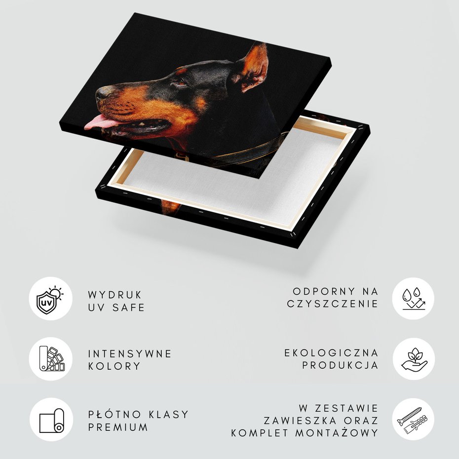 Obraz na płótnie - doberman, pies, portret