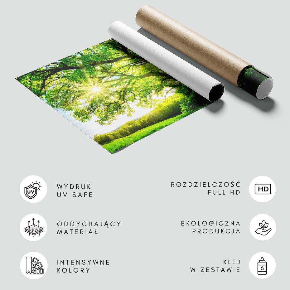 Fototapeta - las, drzewo, słońce