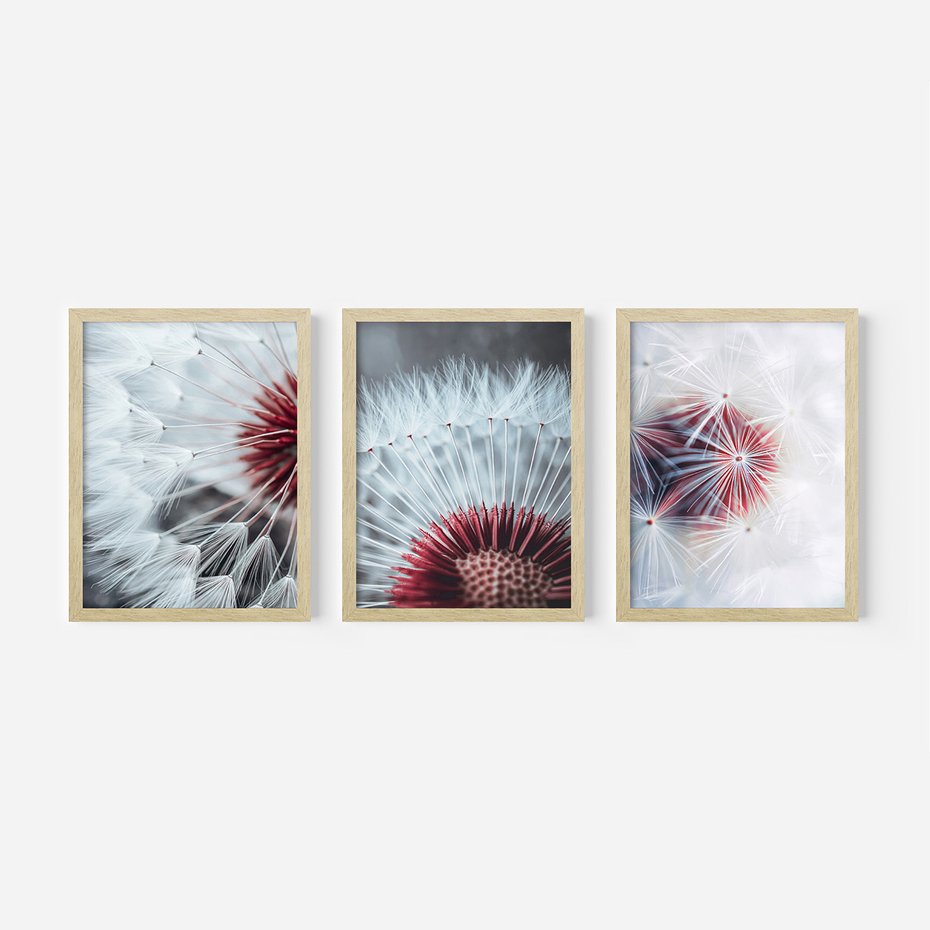 Zestaw obrazy w ramie, plakaty - dmuchawiec, natura, makro - rama drewno
